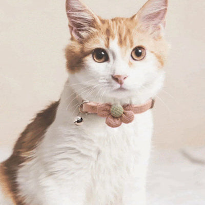 collier-pour-chat-joli