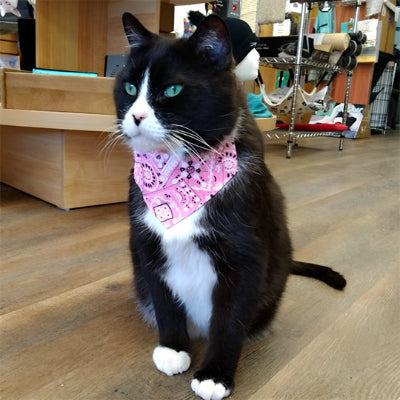 collier-pour-chat-magnifique