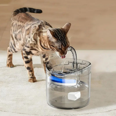 fontaine-eau-chat-magnifique
