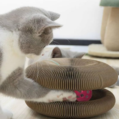 griffoir-chat-carton-parfait