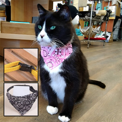 collier-pour-chat-magnifique