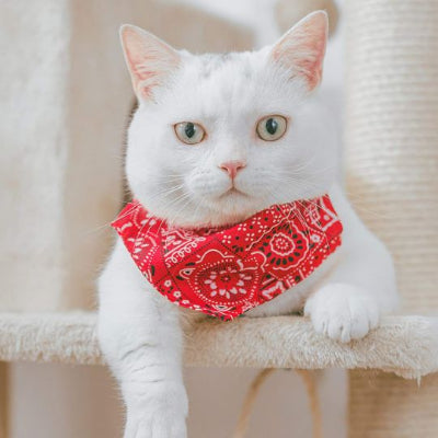 collier-pour-chat-beau