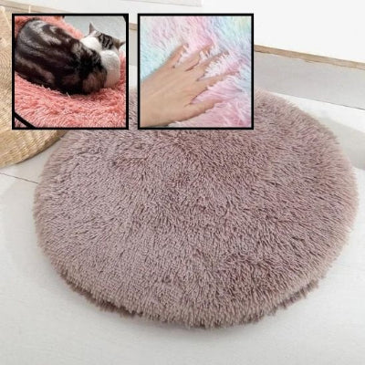 Coussin chat magnifique