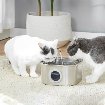 fontaine-à-eau-chat-sécuritaire