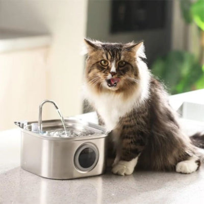 fontaine-à-eau-chat-parfaite