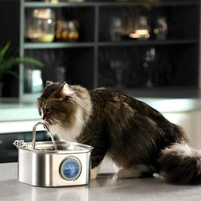 fontaine-à-eau-chat-avec-fenêtre