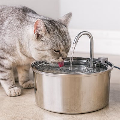 fontaine-a-eau-pour-chat-parfaite