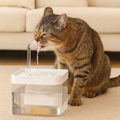fontaine-eau-chat-blanche
