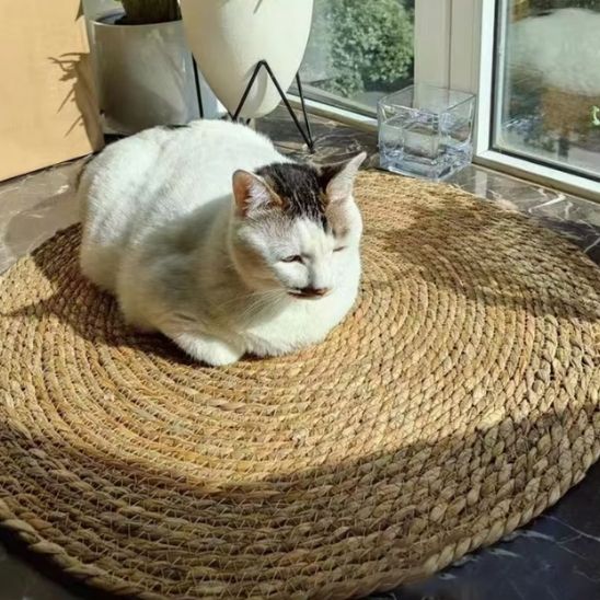 Griffoir pour Chat