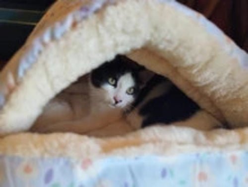 Niche pour chat - L'abri câlin™ - MON CHAT CHIC